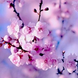 Meet your Posher, Jacky